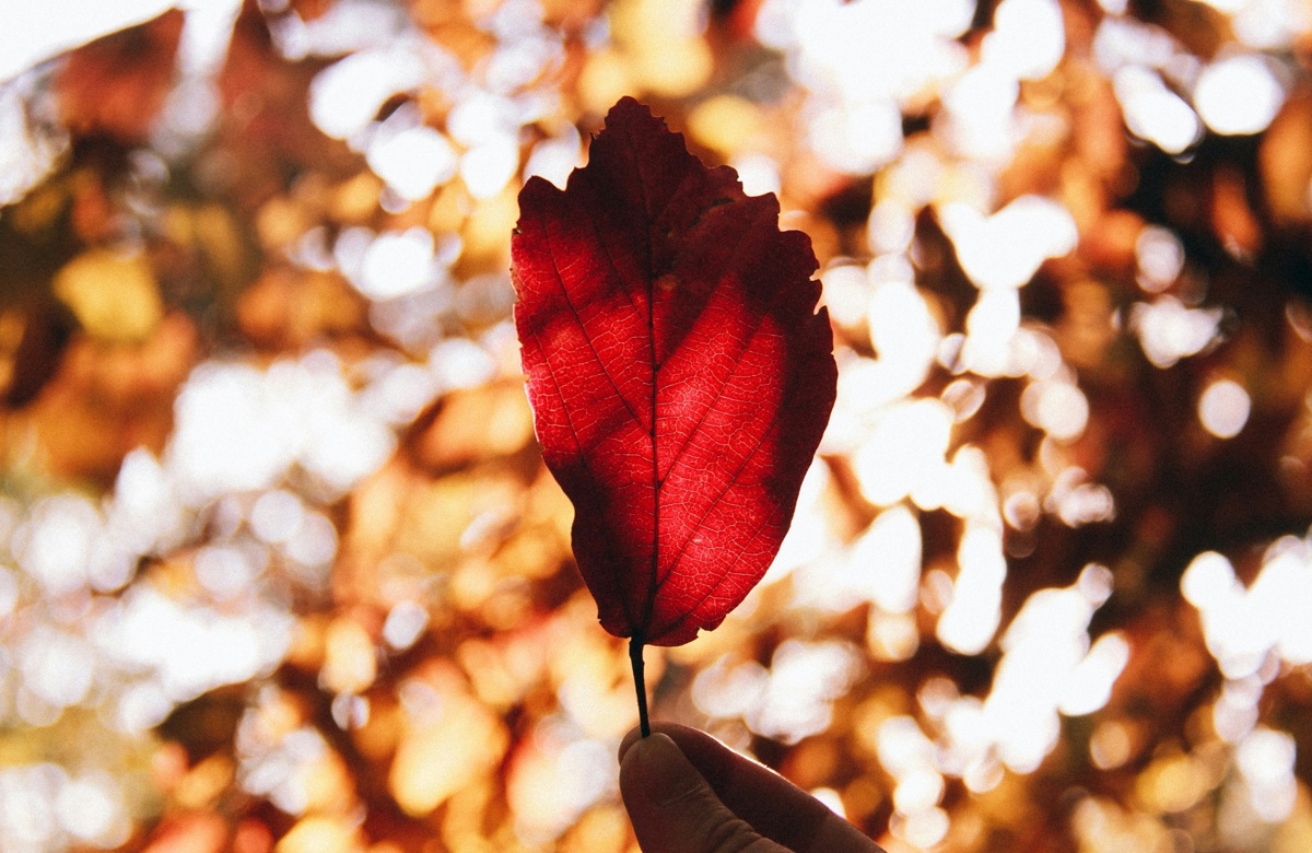 A golden leaf held up to the light