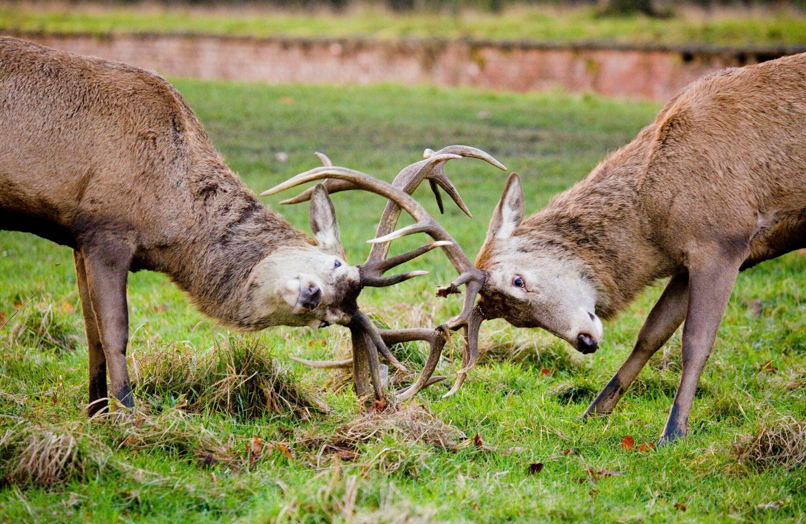 Two stags locking horns