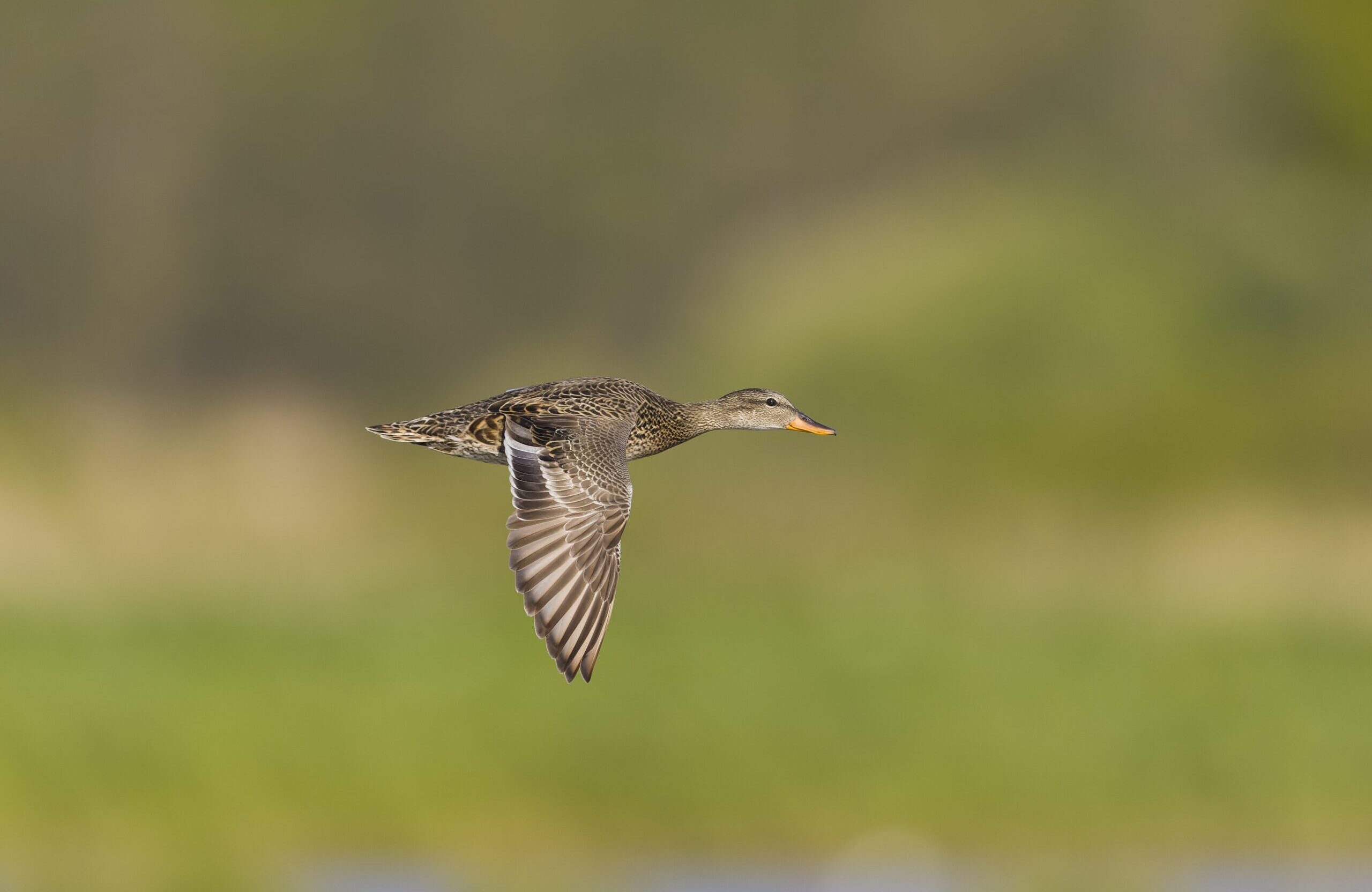 A female duck mid-flight against a green background.